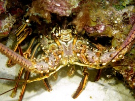 091 Spiny Lobster IMG 5258